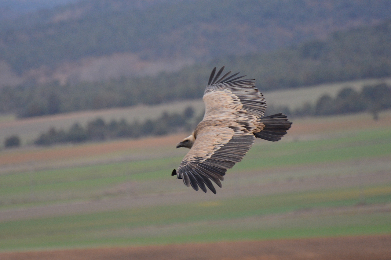 Gyps fulvus